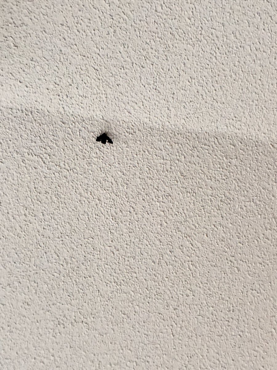 c1_ds's tweet photo. 下の階の人の玄関前にいた虫たち
ニイニイゼミとなんか良い感じのガ
携帯なのと天井で遠いのとでよくわからんなぁ〜 https://t.co/4yaHqg2Zez