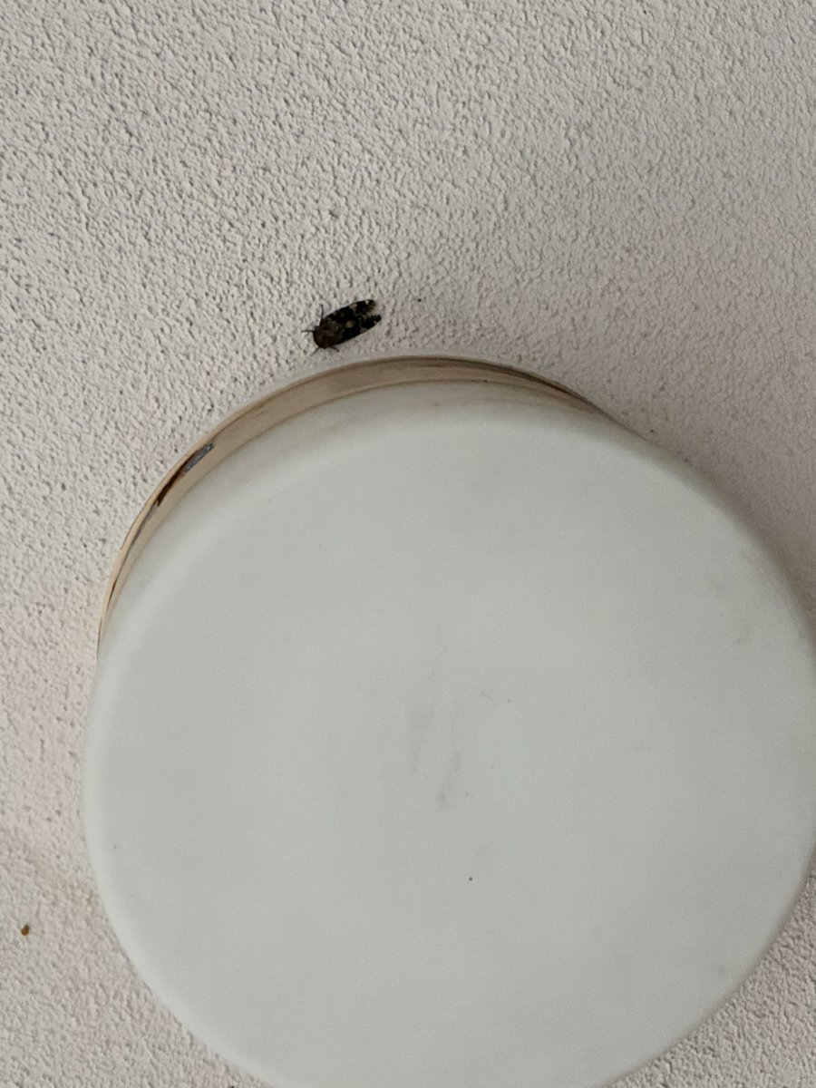 c1_ds's tweet photo. 下の階の人の玄関前にいた虫たち
ニイニイゼミとなんか良い感じのガ
携帯なのと天井で遠いのとでよくわからんなぁ〜 https://t.co/4yaHqg2Zez