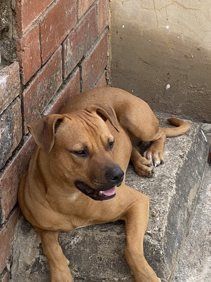 prettty_bella's tweet photo. Nigga if you don’t know breeds of dogs just shut the f*ck up and ask question. https://t.co/2TBItnnB4Q