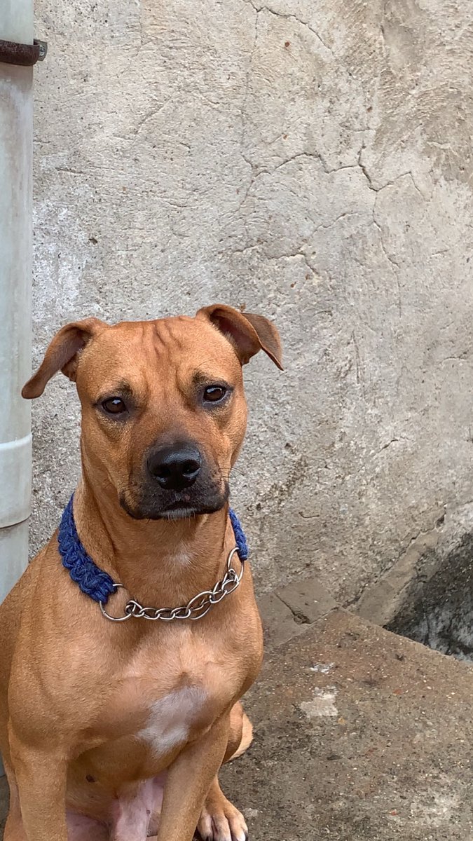 prettty_bella's tweet photo. Nigga if you don’t know breeds of dogs just shut the f*ck up and ask question. https://t.co/2TBItnnB4Q