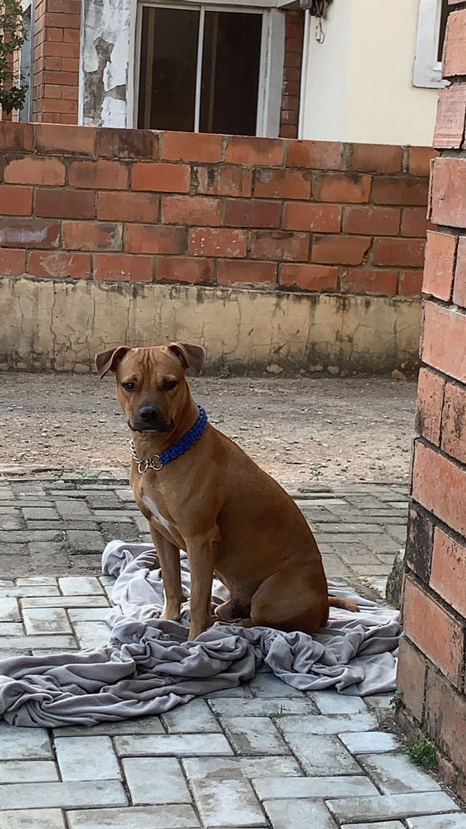 prettty_bella's tweet photo. Nigga if you don’t know breeds of dogs just shut the f*ck up and ask question. https://t.co/2TBItnnB4Q