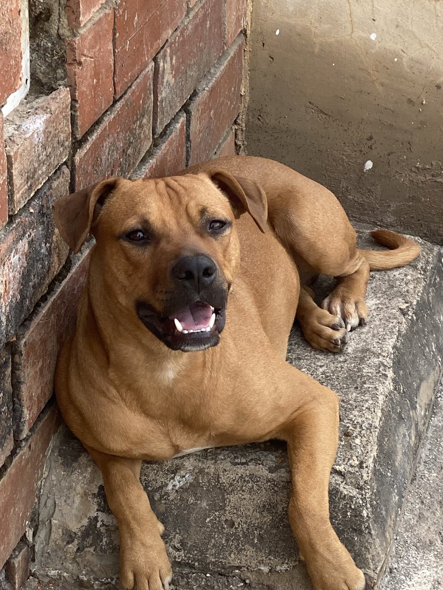 prettty_bella's tweet photo. Nigga if you don’t know breeds of dogs just shut the f*ck up and ask question. https://t.co/2TBItnnB4Q