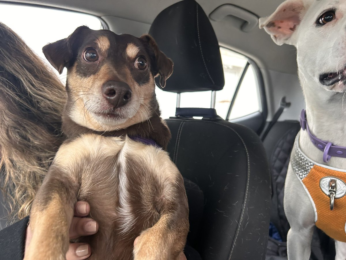 BlanquitaMontt's tweet photo. Fuimos x  el perrito abandonado afuera del Santa Isabel. Gracias a @SnoopyRossental por ofrecer HT en estas circunstancias climáticas. Mañana irá al vet para ver si está chipeado, necesitamos aportes para su alimentación y vet mientras dure su temporal. Esto es un circulo, ayuda! https://t.co/SmyXzA8TLW