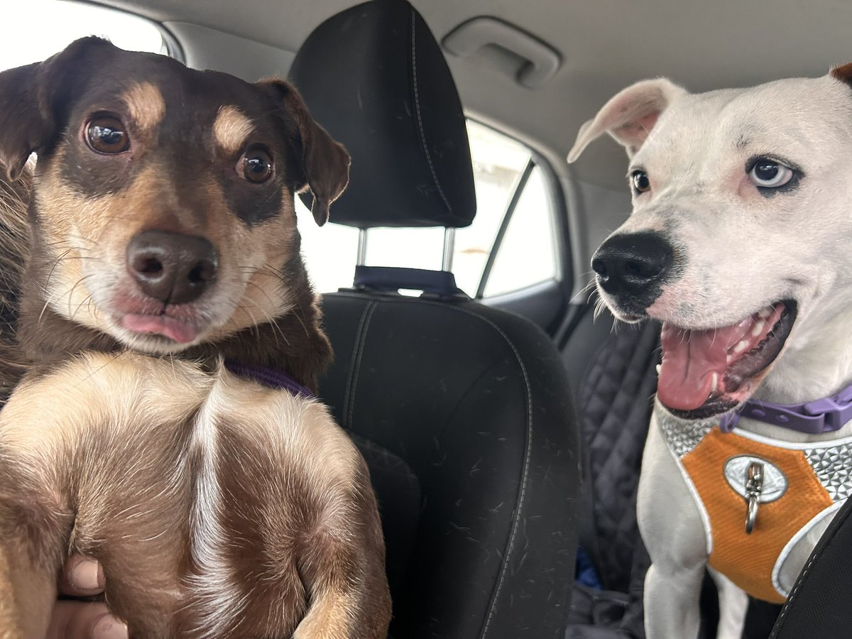 BlanquitaMontt's tweet photo. Fuimos x  el perrito abandonado afuera del Santa Isabel. Gracias a @SnoopyRossental por ofrecer HT en estas circunstancias climáticas. Mañana irá al vet para ver si está chipeado, necesitamos aportes para su alimentación y vet mientras dure su temporal. Esto es un circulo, ayuda! https://t.co/SmyXzA8TLW