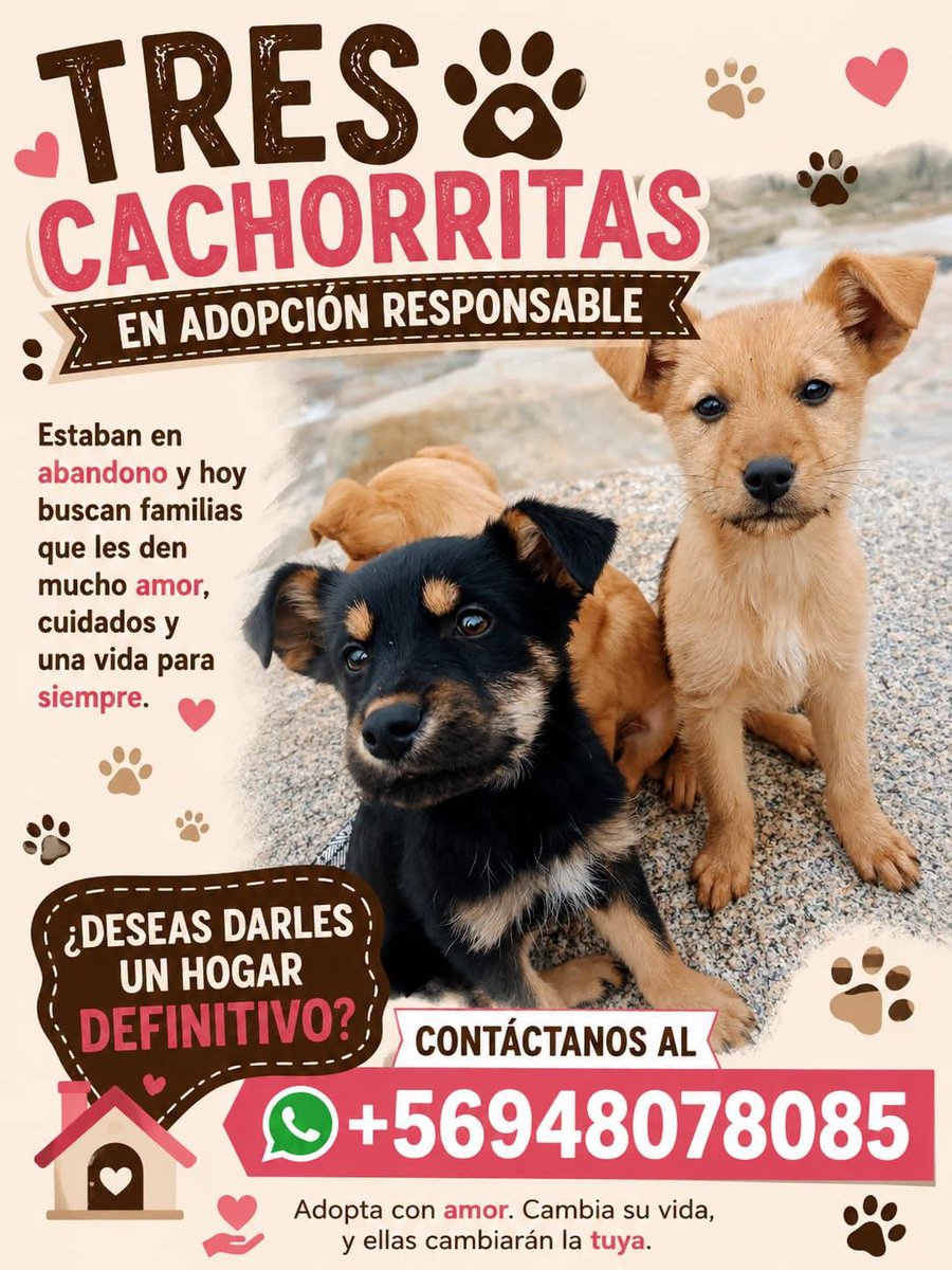 eltuitdemarsh's tweet photo. ¿Ayudamos difundiendo a estas pequeñitas para que encuentren hogares para siempre?
#ViñaDelMar https://t.co/8uwqb4MLXt