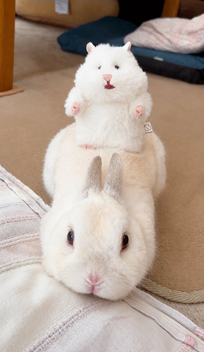 chiyo_ya00's tweet photo. 🐰🐹 https://t.co/q0fJXpGCMy