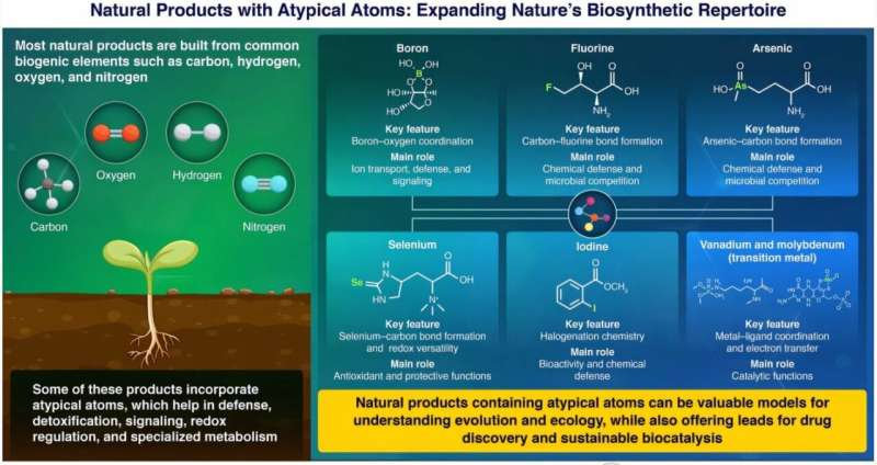 elementomania's tweet photo. Study explores rare atom-containing natural products and their biomedical potential https://t.co/w5zhp5176d via @physorg_com https://t.co/YD32CdOA5j