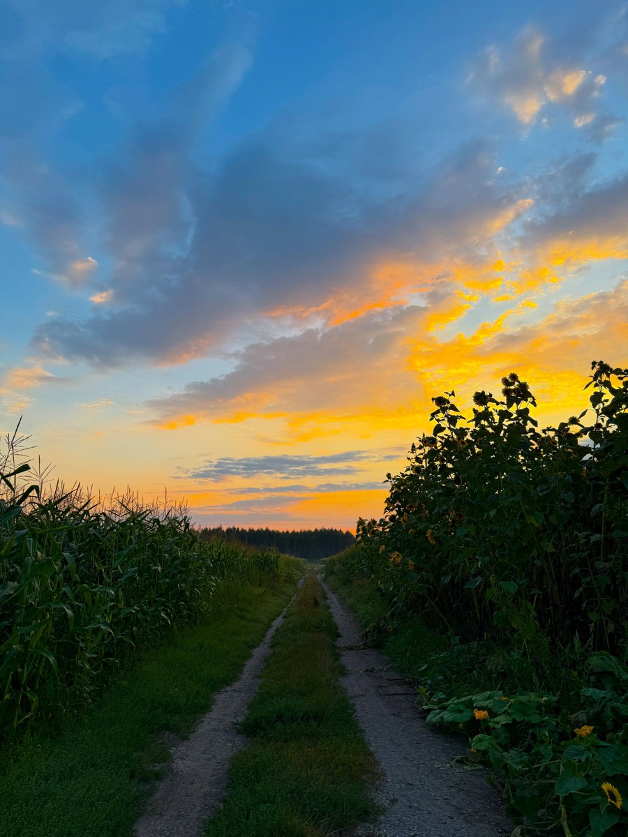 purelivn's tweet photo. sunrise in countryside https://t.co/t5bnhCsL0O