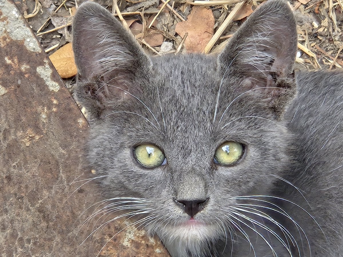 justgobig's tweet photo. Hate it when anything crinkles and ya look around. Ears up. Food mode activated, damn cat hears a chip bag from another dimension? #CatTax #CuteCat #CatLovers #GrayCat https://t.co/oxGC72ZFoQ