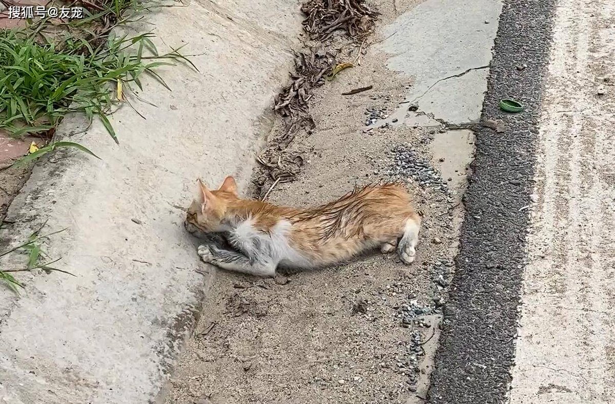 PYoixmr's tweet photo. [Just spent 10 mins laughing at my cat knocking over a whole plant—small wins hit different today.]， https://t.co/a6gHgZX6yE