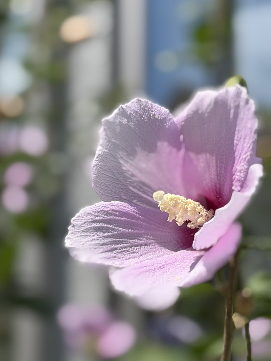 tomosma5's tweet photo. おはようございます𓂃𖤥𖥧𖥣⋆*

北海道のファンミを皆さんのレポで楽しませてもらいありがとうございます
見たことない角度の写真や動画が楽しくて何度も見させてもらいました✨
近いって言うレポ多発で羨まし過ぎ😆

次は神奈川✨

今朝は涼しいです😊

#SMAP  #私の_世界に一つだけの花 https://t.co/n9hMPKTMZM
