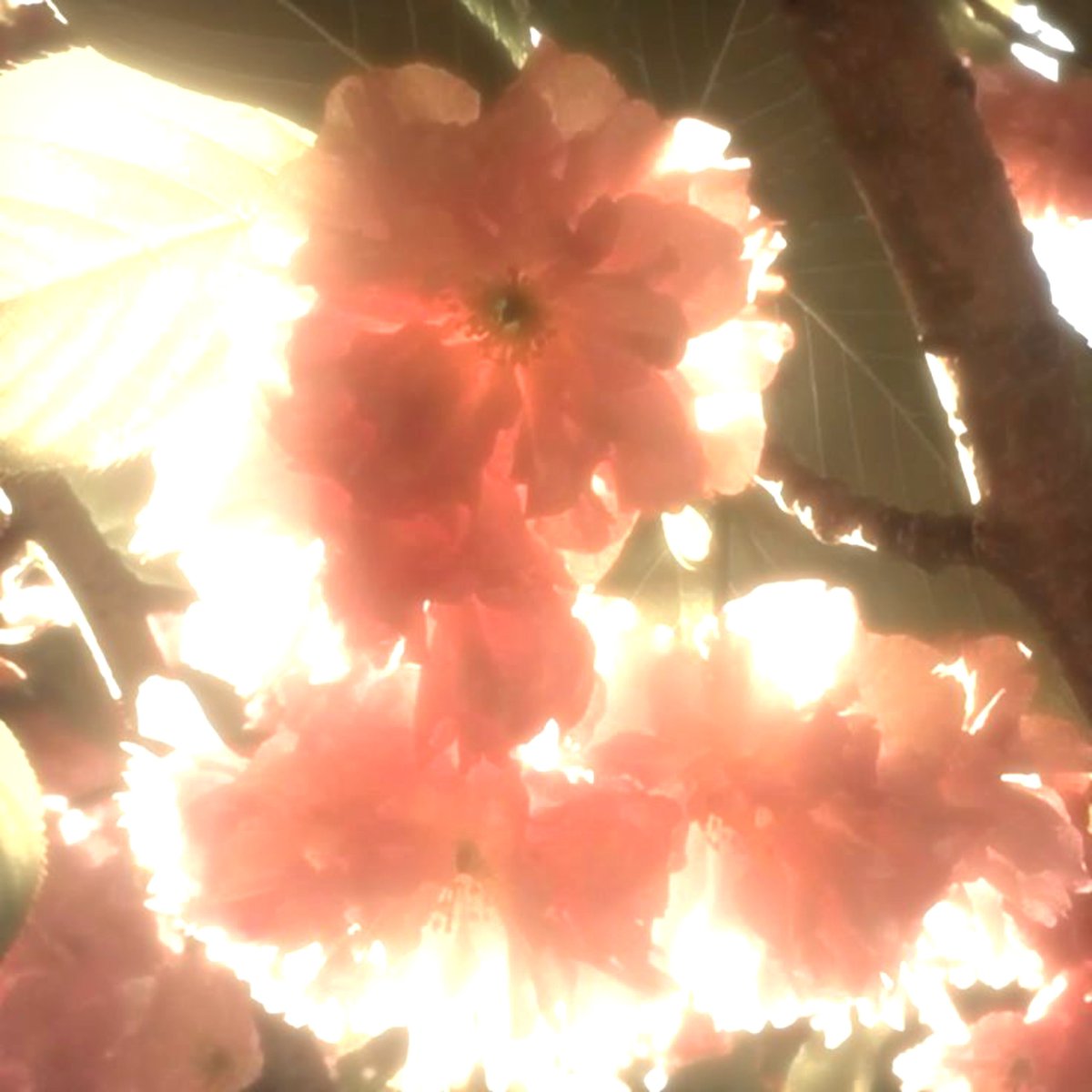 ∘˙ӎαℓι⊹˙ⁿᵇᵗ tweet media