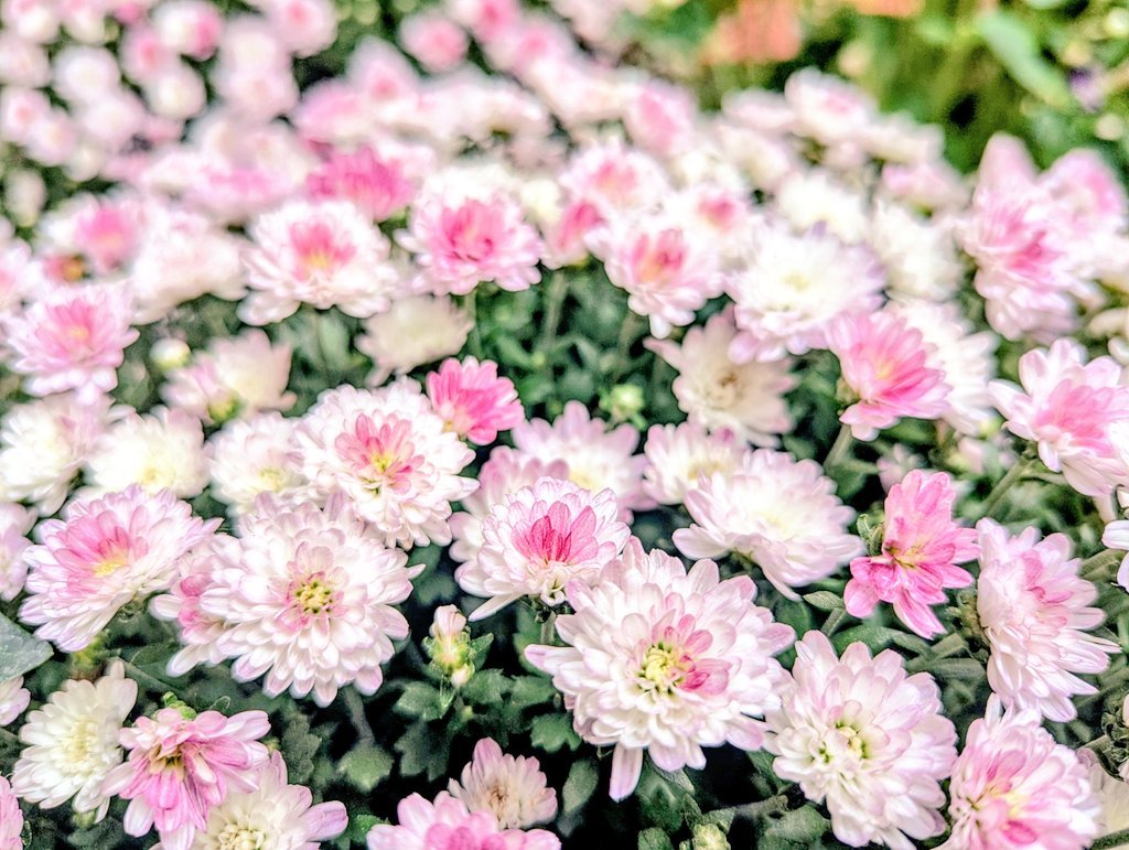 nearr_aaccount's tweet photo. *

自分の心に教え諭す者となりなさい

自分の心に使われる者とならぬよう

*

#ﾏﾕﾘ https://t.co/alTPHdgpJa