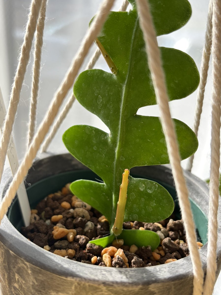 yujirock1981's tweet photo. こうやって増えていくのか🤔
植物育ててるといろいろ勉強になる。
#fishbonecactus
#フィッシュボーンカクタス https://t.co/JedJKJ8b3E