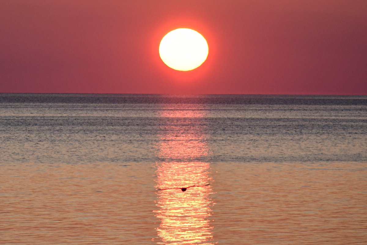 CCodpix's tweet photo. This sea bird was really feeling my vibe Saturday morning, framing himself perfectly within that sunbeam reflection like that.
#capecod #sunrise @ShiriSpear @kellyannwx #nature #sunrisephotography https://t.co/PervQYuxUz