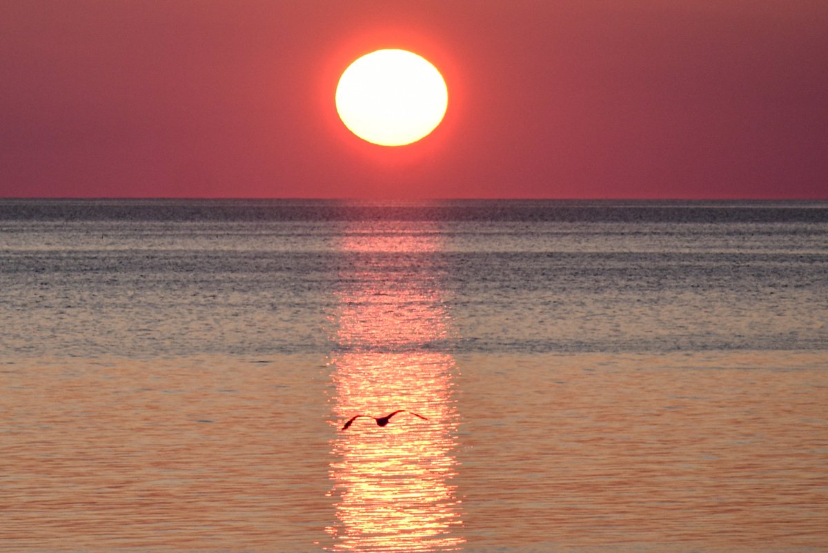 CCodpix's tweet photo. This sea bird was really feeling my vibe Saturday morning, framing himself perfectly within that sunbeam reflection like that.
#capecod #sunrise @ShiriSpear @kellyannwx #nature #sunrisephotography https://t.co/PervQYuxUz