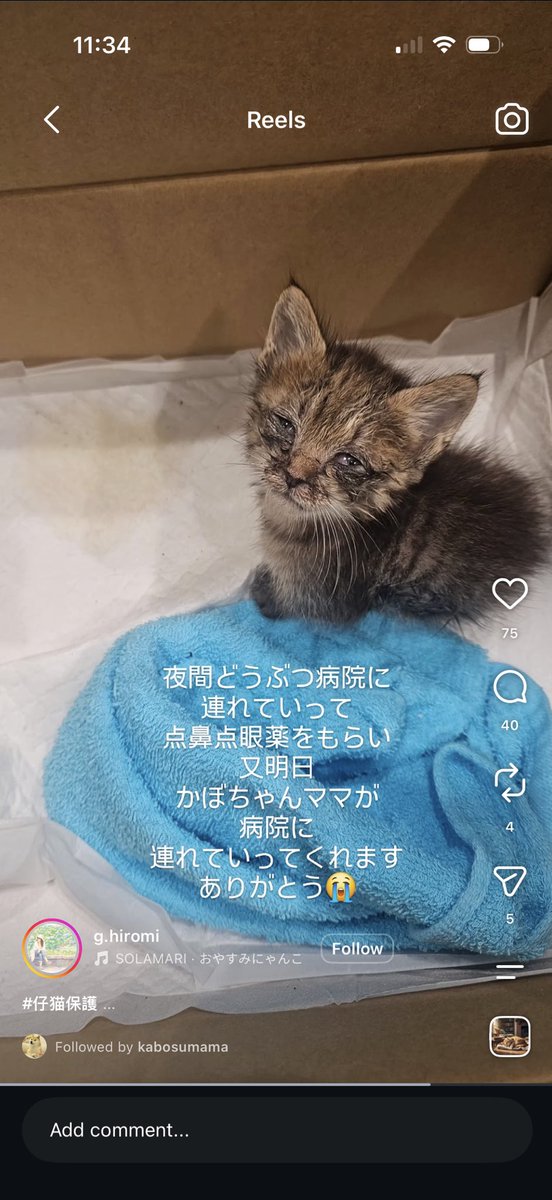 cryptostocks777's tweet photo. This is the recent Instagram reel that     @KabosuMama posted on the new rescue kitten  https://t.co/p9trosTvtM https://t.co/IfmJZeDdlR