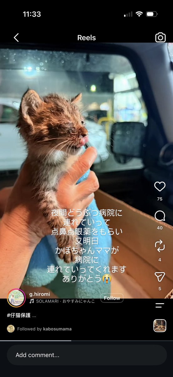 cryptostocks777's tweet photo. This is the recent Instagram reel that     @KabosuMama posted on the new rescue kitten  https://t.co/p9trosTvtM https://t.co/IfmJZeDdlR