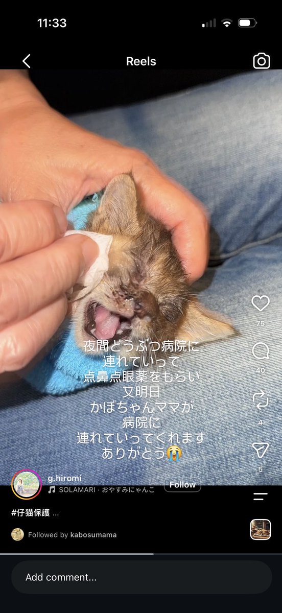 cryptostocks777's tweet photo. This is the recent Instagram reel that     @KabosuMama posted on the new rescue kitten  https://t.co/p9trosTvtM https://t.co/IfmJZeDdlR
