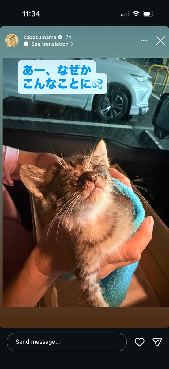 cryptostocks777's tweet photo. This is the recent Instagram reel that     @KabosuMama posted on the new rescue kitten  https://t.co/p9trosTvtM https://t.co/IfmJZeDdlR