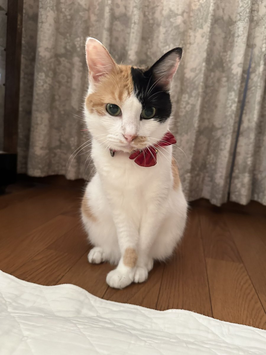 nekotap's tweet photo. おはようございます🐱 https://t.co/v5dPg0YXZV