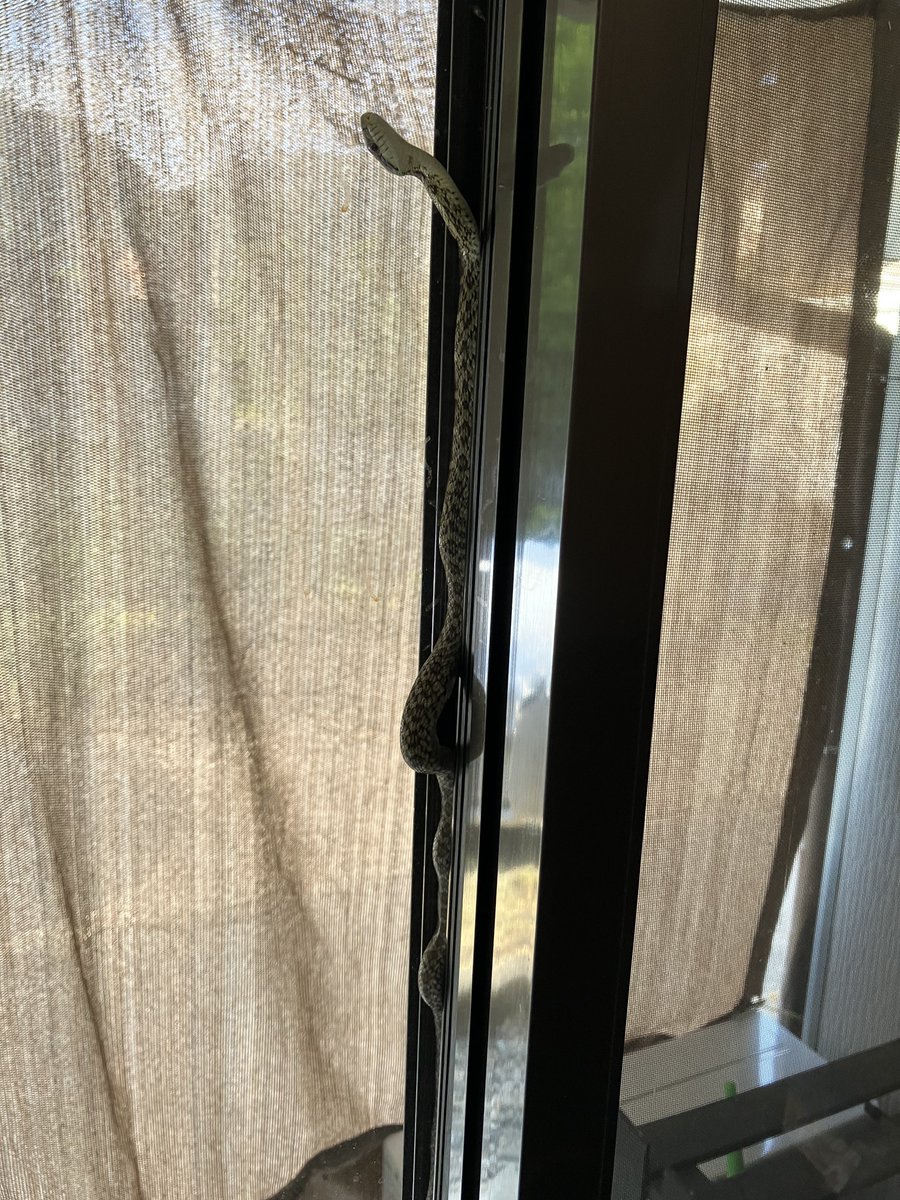 GmasakiM's tweet photo. カーテン開けたらおった
すぐには正体わからんかった😂びびるー！
多分エアコンでサッシが冷えてて気持ちいいんだろうな…
困りましたね
ジャストフィットに収まって居座る気しか感じない https://t.co/iIWRduwY7K