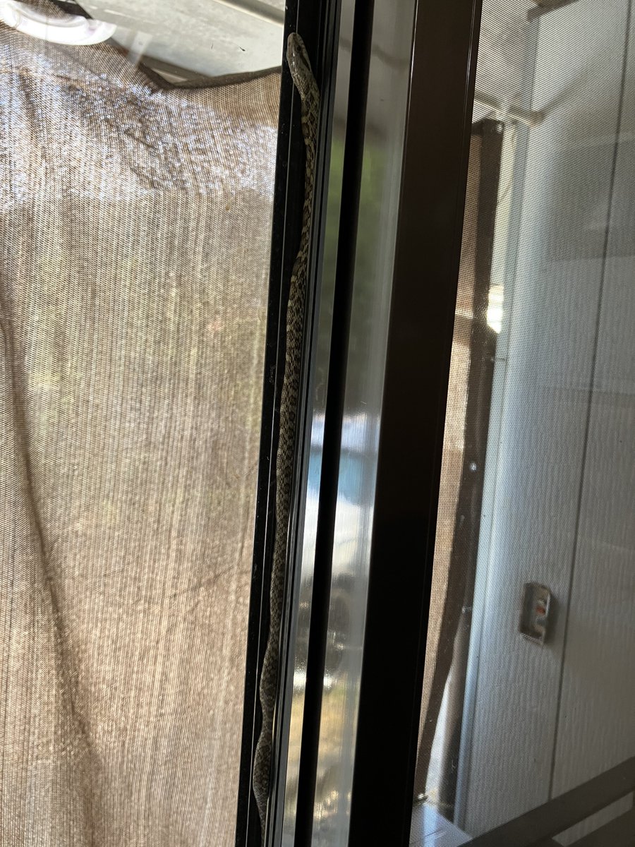 GmasakiM's tweet photo. カーテン開けたらおった
すぐには正体わからんかった😂びびるー！
多分エアコンでサッシが冷えてて気持ちいいんだろうな…
困りましたね
ジャストフィットに収まって居座る気しか感じない https://t.co/iIWRduwY7K