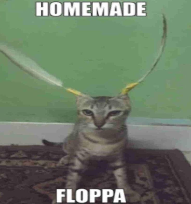 catsbeiingcats's tweet photo. https://t.co/U5V9AAvmI6