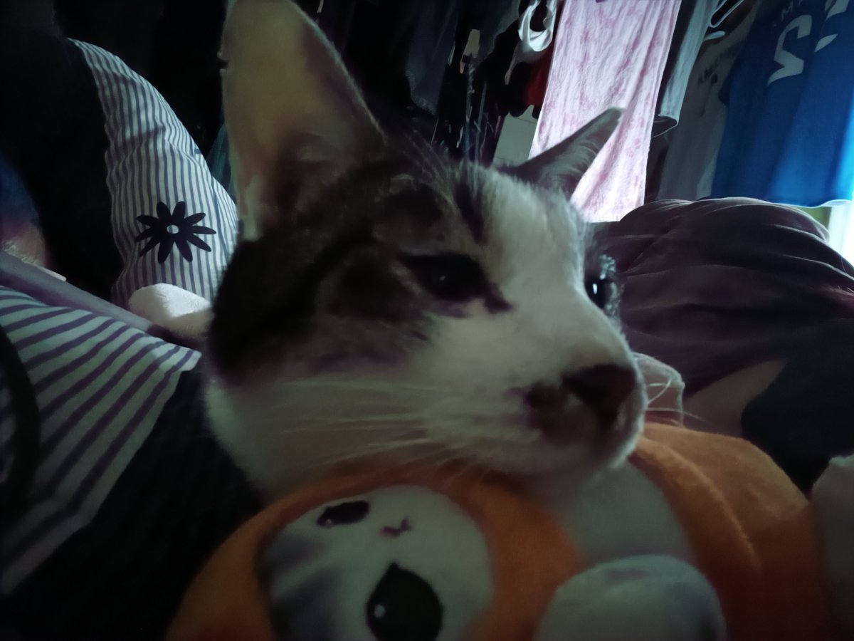 pechipechikooo's tweet photo. 今日は猫の羽月ぼっちゃんの誕生日🎂ʜᴀᴘᴘʏ ʙɪʀᴛʜᴅᴀʏ🎉
2019年に生まれ生後3ヶ月からぺち子は羽月の知ってて、今では兄弟みたいな感覚で、羽月の優男ぶりは今でも変わらず現在でちょっと運動音痴があって良い意味で笑顔にしてくれたりマイペースな癒やしをありがとう😊
 #猫 #羽月誕生日 #ぺち子 https://t.co/grLvh3yYF3