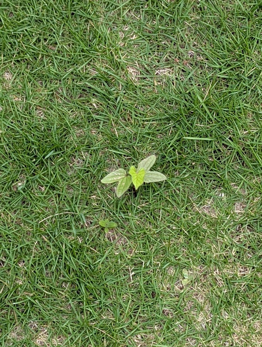 YUKEN4649's tweet photo. 本葉が出ました🌱

 #Tlを花でいっぱいにしよう https://t.co/6xL9b2Azxc