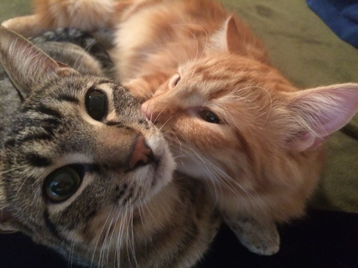 catslovings1's tweet photo. https://t.co/gVxSfKpArc