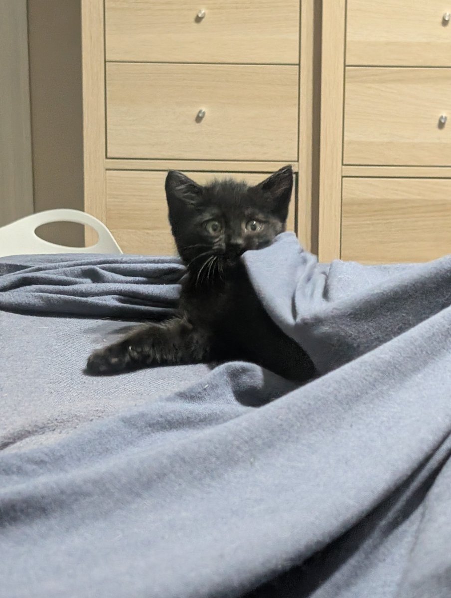 PIPetRescue's tweet photo. Lucas (now known as Vader) has been adopted! ❤️

#AdoptDontShop https://t.co/oWpQOX4txT