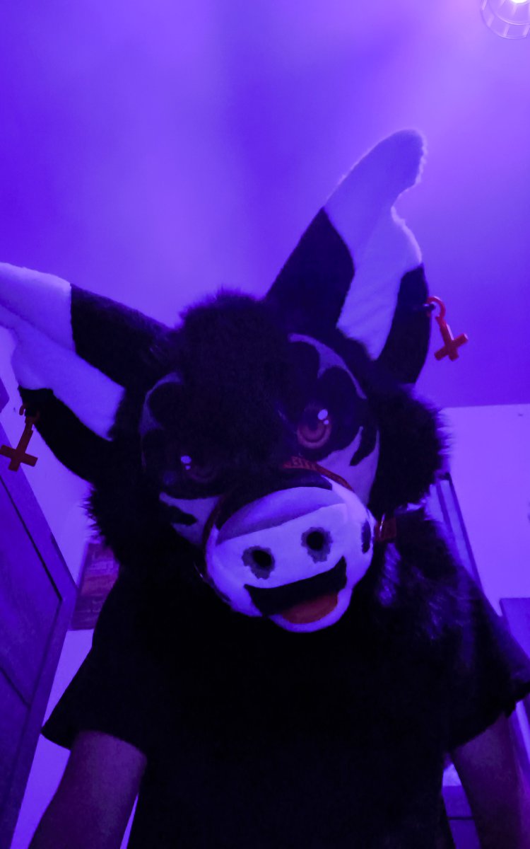 CrowleyMalaMute's tweet photo. Took some new Fursuit pics of Crowley last Night #Fursuit #hellhoundhybrid #emodog https://t.co/rL4AGdF1pS