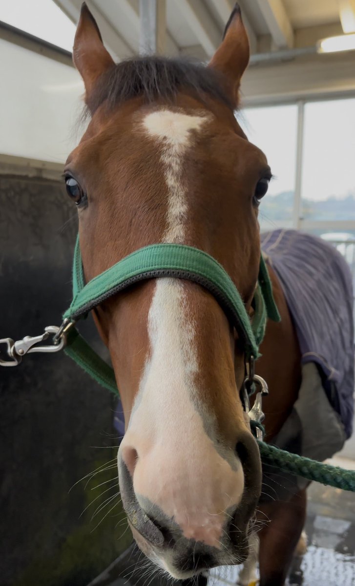 JebelAli2019's tweet photo. はるおくんも僕と一緒でがんばってるよねぬいぐるみになりたいよね仲間だね一緒になれるといいねあと少しだけ一緒にがんばろうね応援してるね

アルしゃんは【#ハルオーブ】に投票しました！

本選期間は7月29日（水）まで🏇💨　ぬいぐるみ化してほしい馬に毎日投票しよう🗳️

https://t.co/ceH2wB43e6 https://t.co/Klqgler5U1