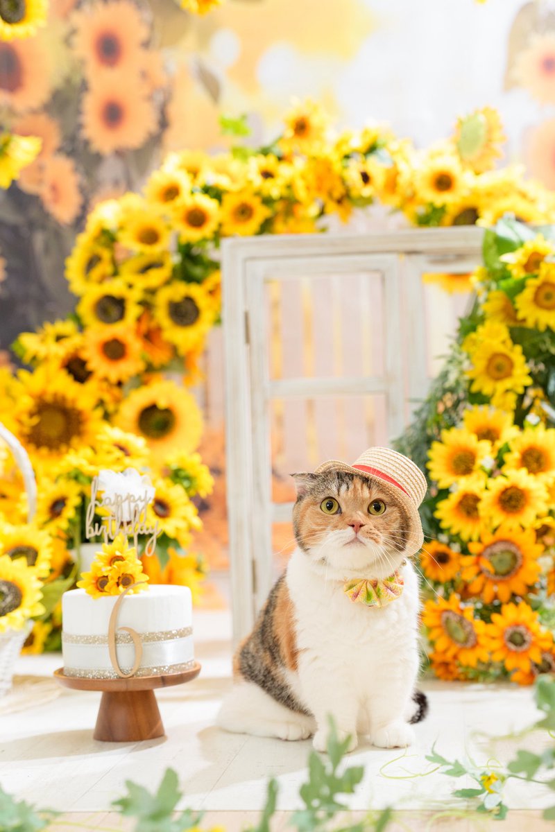 koyumiyu_cats's tweet photo. 7月最終週

今週も元気にスタートにゃ✨

みゆき🐈🌻👒

photo アニマルラグーン

先日のみゆきのお誕生日に
沢山のお祝いメッセージをありがとうございました🥹🙇‍♀️

#猫好きさんと繋がりたい
#写真好きな人と繋がりたい https://t.co/jLCazuDb1F