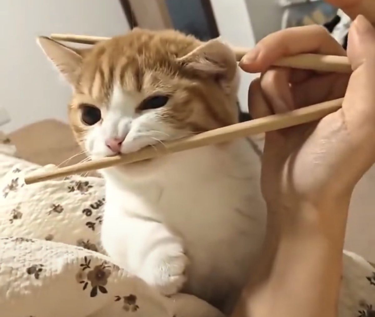 Junkyuty's tweet photo. ㅤ
ㅤ🐱🥢 https://t.co/iDfL08ddXI