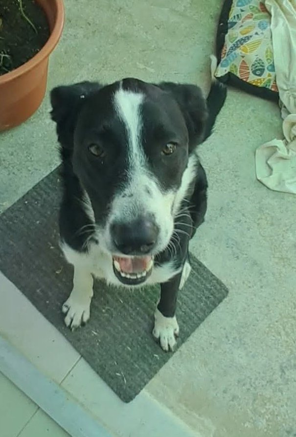 ArcadelTorcal's tweet photo. VALENTÍN es un cruce  de Mastín de unos 3 años y medio, de unos 40 Kgr. de peso, que está en #Antequera y que busca adopción.
CONTACTO: Arca del Torcal móvil 637 17 60 58 (WhatsApp). https://t.co/RrEgiLXK3X