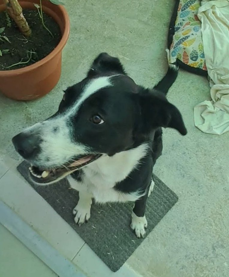 ArcadelTorcal's tweet photo. VALENTÍN es un cruce  de Mastín de unos 3 años y medio, de unos 40 Kgr. de peso, que está en #Antequera y que busca adopción.
CONTACTO: Arca del Torcal móvil 637 17 60 58 (WhatsApp). https://t.co/RrEgiLXK3X