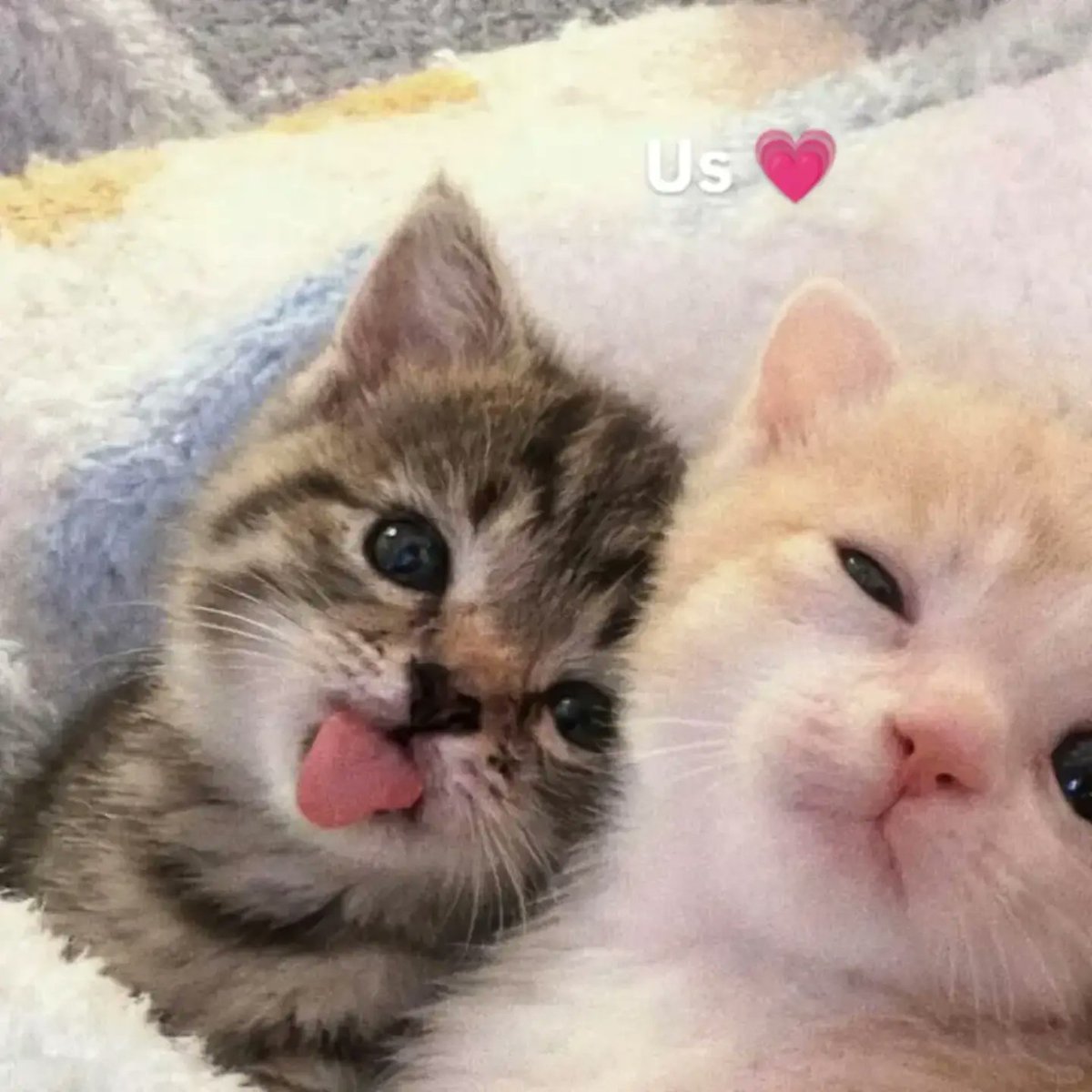 aura with cats tweet media