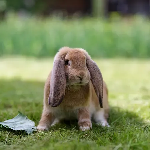 JaneSmi59961167's tweet photo. little bunny is no longer scared https://t.co/o5XOcAt8aO