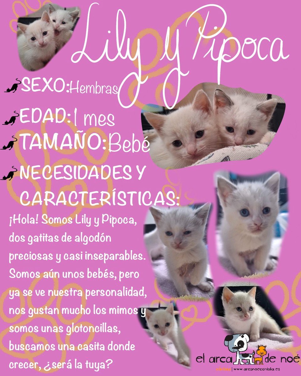 Tabata185's tweet photo. Lily y Pipoca necesitan adopción responsable.
#Acoge #AdoptaNoCompres
Contacto: elarcadenoecordoba@gmail.com https://t.co/5rVxOUVoNf