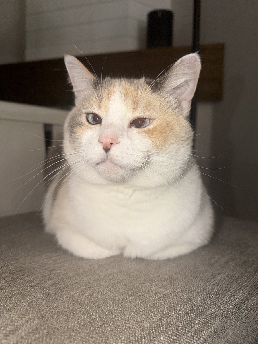 fatfatpankocat's tweet photo. Who up loafin on a Sunday?? https://t.co/7P3iY1TTCo