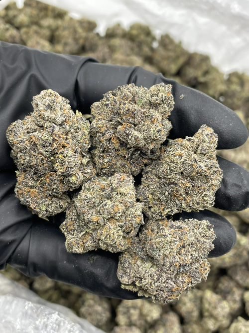 puffzlife's tweet photo. Rainbow Cotton Candy indoors 🍭 

Super sweet candy gas nose and lots of color 🔥 bomb sticky cure with tons of trichomes!
#drugtwt #weedtwt #cocaine #drugs #JanaNayagan https://t.co/vfOQzbe9RK