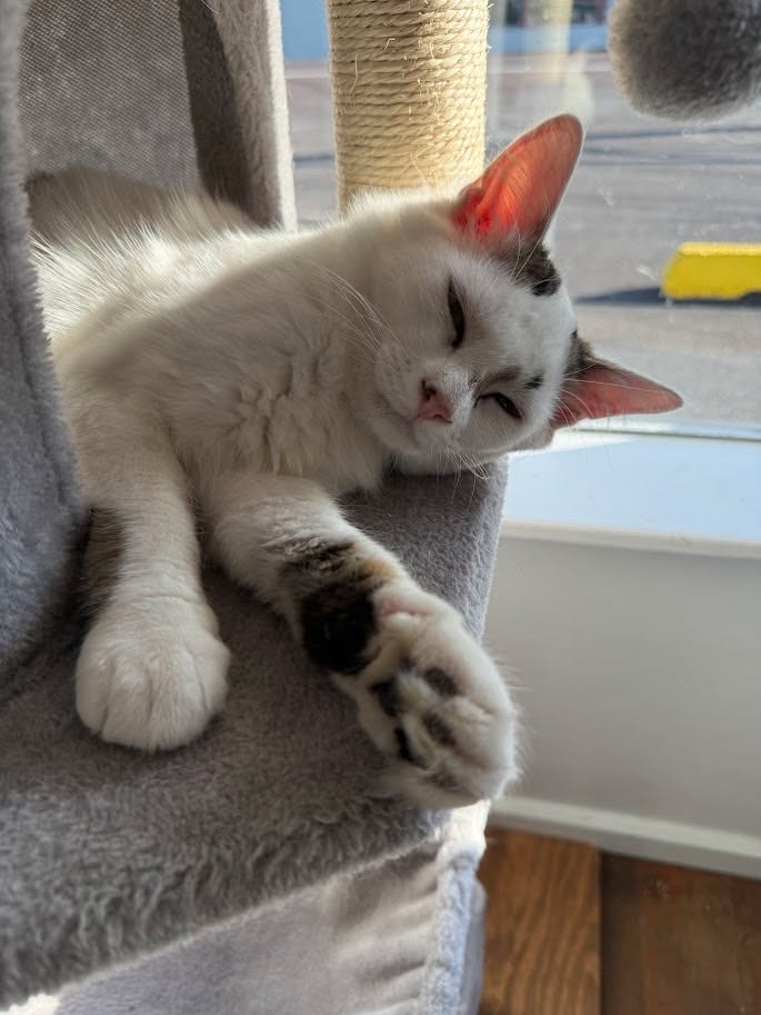 MeWowCatCafe's tweet photo. Can't help it - I LOVE this tree! Purrfect for napping, bedtime and just hanging out! ⭐⭐⭐⭐⭐
#mewowcatcafe #catcafe #naptime #cattree #catlovers #happycat https://t.co/HjFnuFQhoi