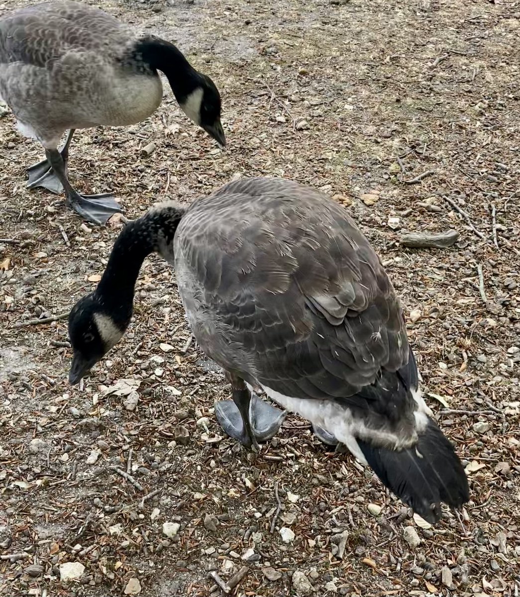 MoffStarbuck's tweet photo. The youngsters are growing #goslings https://t.co/bG3uS2xcMj