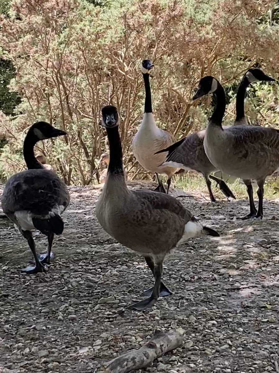 MoffStarbuck's tweet photo. The youngsters are growing #goslings https://t.co/bG3uS2xcMj