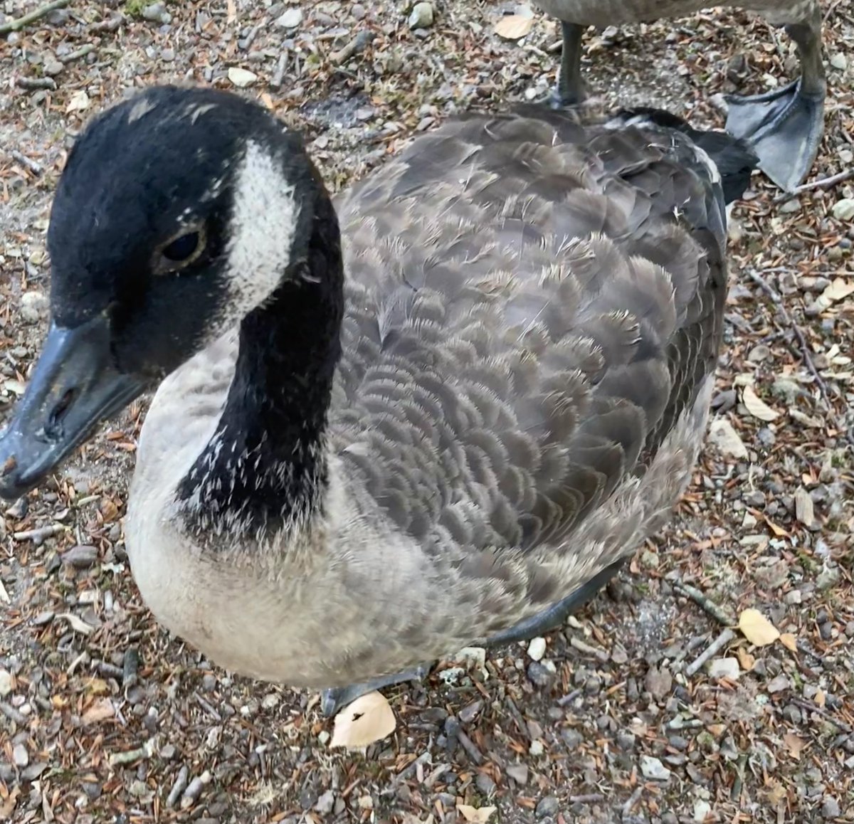 MoffStarbuck's tweet photo. The youngsters are growing #goslings https://t.co/bG3uS2xcMj