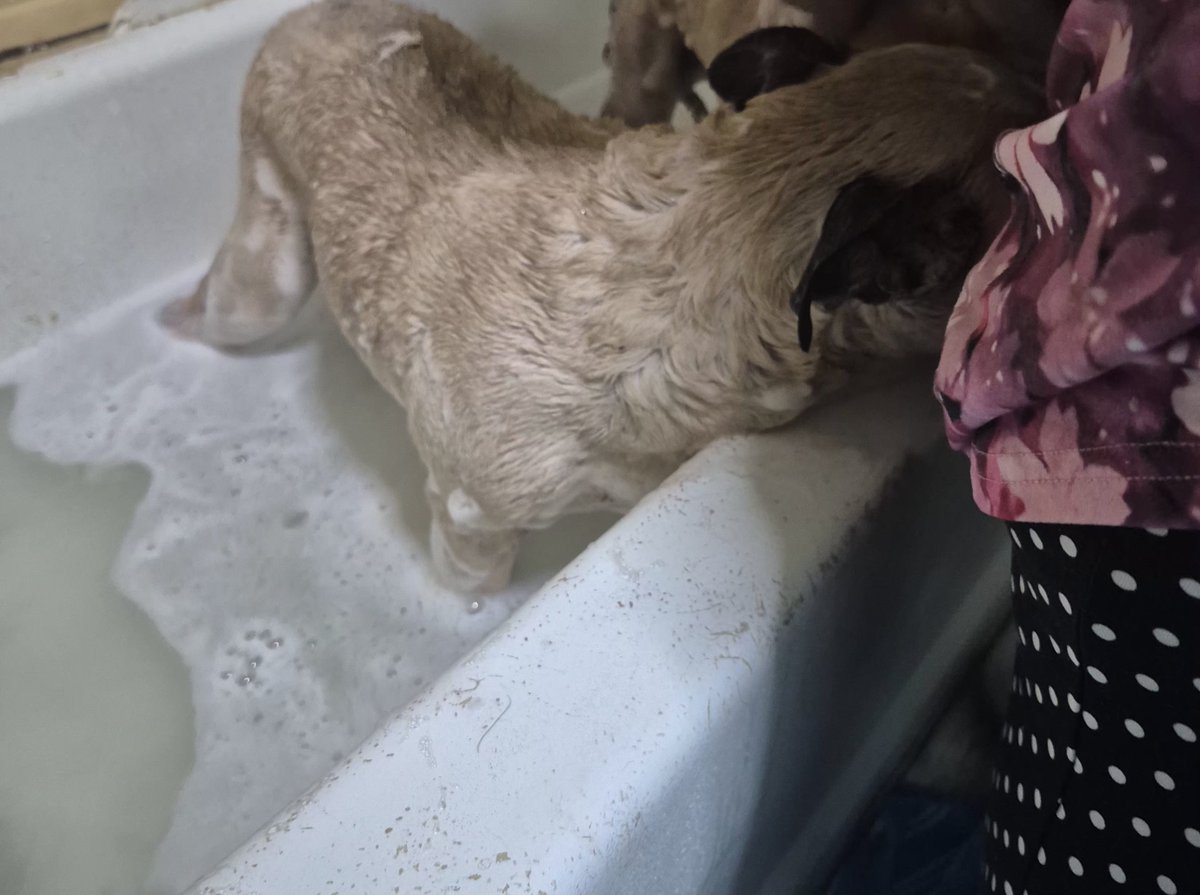 MRpetSanctuary's tweet photo. Shower 🚿 time https://t.co/5MjurbXhL9