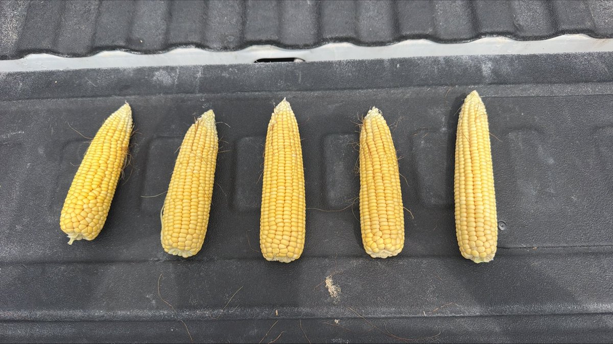 SamCondon87's tweet photo. Looked at a field that had crusting and uneven emergence this spring. Looks good from the road but once you get out there and look at ears it’s a little disappointing. These 5 ears averaged 15.2x32.4 @ 32k. There’s good corn out there but it’s all not big yields. @iowa_corn https://t.co/T7L0AXfu0o