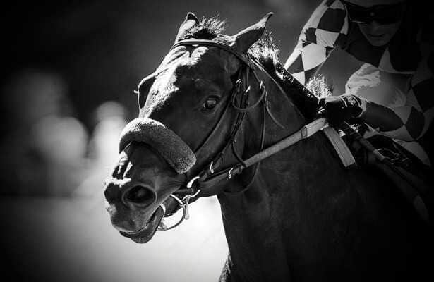 HR_Nation's tweet photo. 4-year-old Cornucopian is euthanized Sunday after getting hurt in Bing Crosby at Del Mar.

https://t.co/2oPlbQMvot

📸: Santa Anita / Benoit Photo https://t.co/Hfv1i7PQvq
